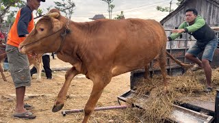 KUMPULAN SAPI LUCU TURUN DARI TRUK BIKIN KETAWA SENANG ‼️🔥🔥🔥