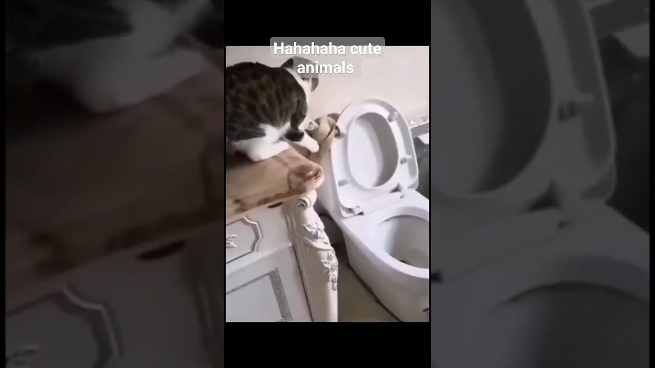 #hilariouspets