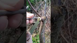 INJERTO CEREZO NEGRO