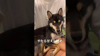 【生後75日目】おチビたちに負けじと甘えん坊になる豆柴ママさん #Shorts