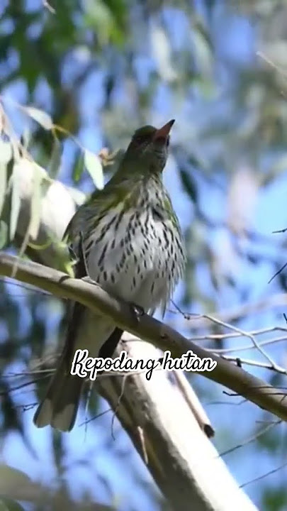 kepodang hutan #birds #thebirdsonggroup #burung #birdsong