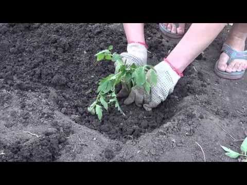 Video: Tomatite Moodustumine. Võitle Tomatihaiguse Vastu