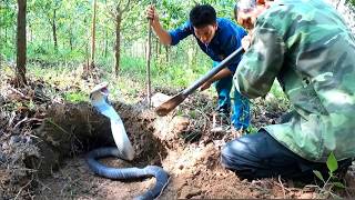 Breathtaking. Two brave hunters confront a pack of ferocious king cobras in the forest.