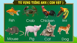 Thanh nấm - Học từ vựng tiếng anh qua các con vật quen thuộc (phần 1) / English vocabulary