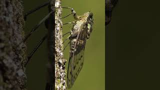 Insect Cicada Making Noise Loudly