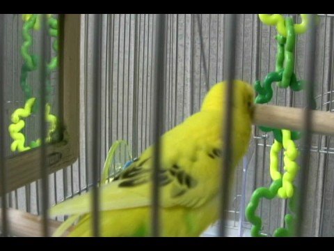 ピーちゃんかじりむし