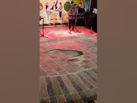 Dancing python #trending #viral #snake - YouTube