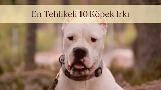En Tehlikeli 10 Köpek Irkı