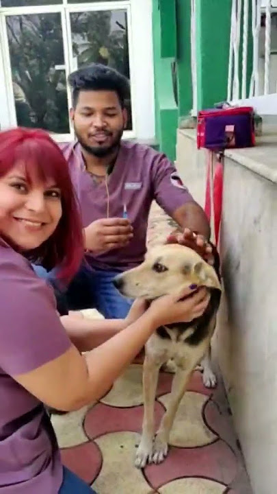 Providing free anti-rabies vaccinations for our street dogs and cats 💛