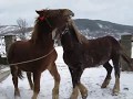 Коні Ваговози. Манява кінь Леопольд