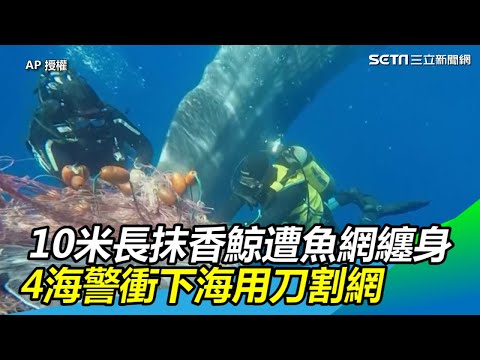 影／超暖！10米長抹香鯨遭魚網纏身　4海警衝下海用刀割網助脫困｜三立新聞網SETN.com