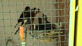 Sticletecarduelis Carduelis - Canarita Timbrata Serinus