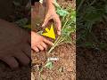 Tomato Plant Cultivation with a Bamboo Stick🍅🌱