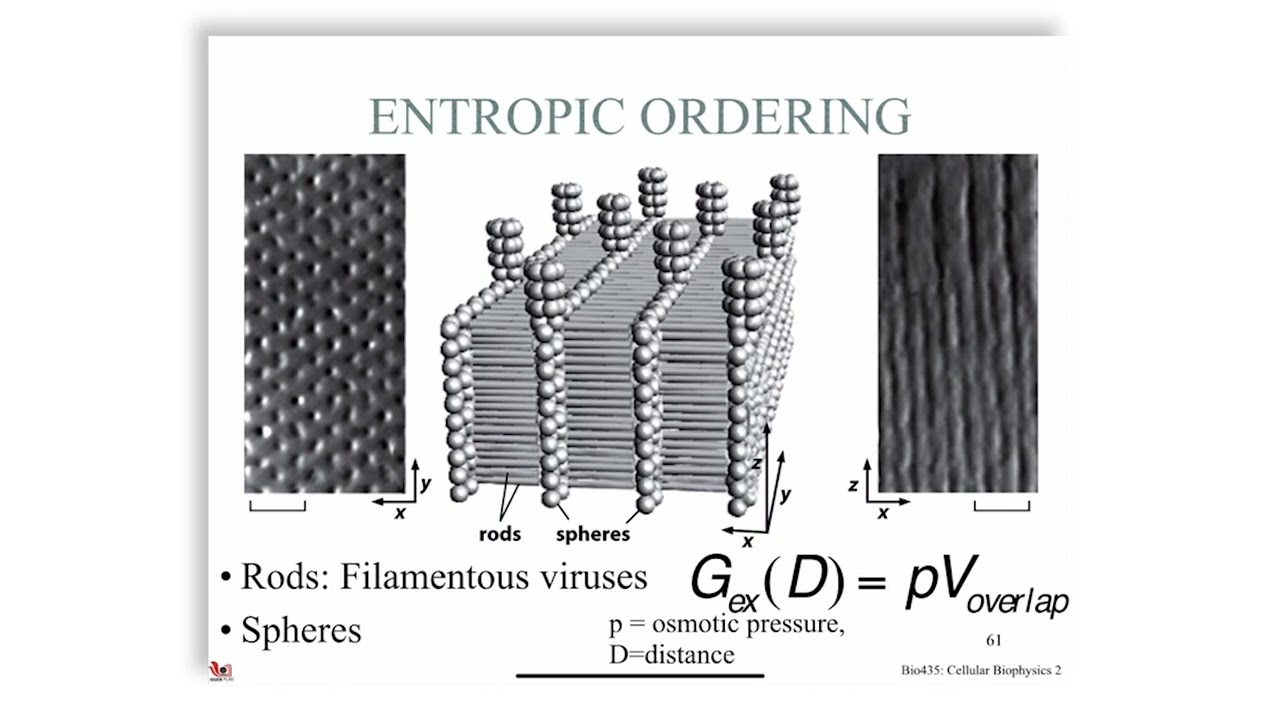Macromolecular Crowding - Part 02