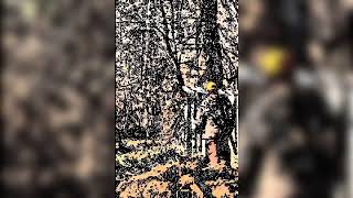 Aliens Im Wald Versteck Dich Amazon Spanende Science Fiction-Horror-Geschichte Von Simone H. Blut