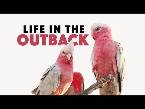 Wild Australia | Life in the Outback