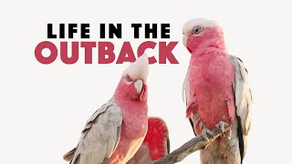 Life In The Outback | Australia's Strange & Remarkable Animals