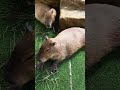 Don't miss this capybara cafe in Bangkok! @capybaracoffeecafe #bangkok #cafe #capybara