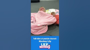 Dad misunderstood Lily P5 #shorts #short #monkey