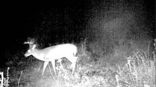 8 point vid.AVI