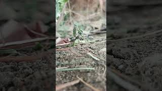 creative videos song coumppilit
