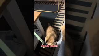 Selamat hari kucing sedunia 8/8/2024 love u #catlover #fyp #patato #oyen