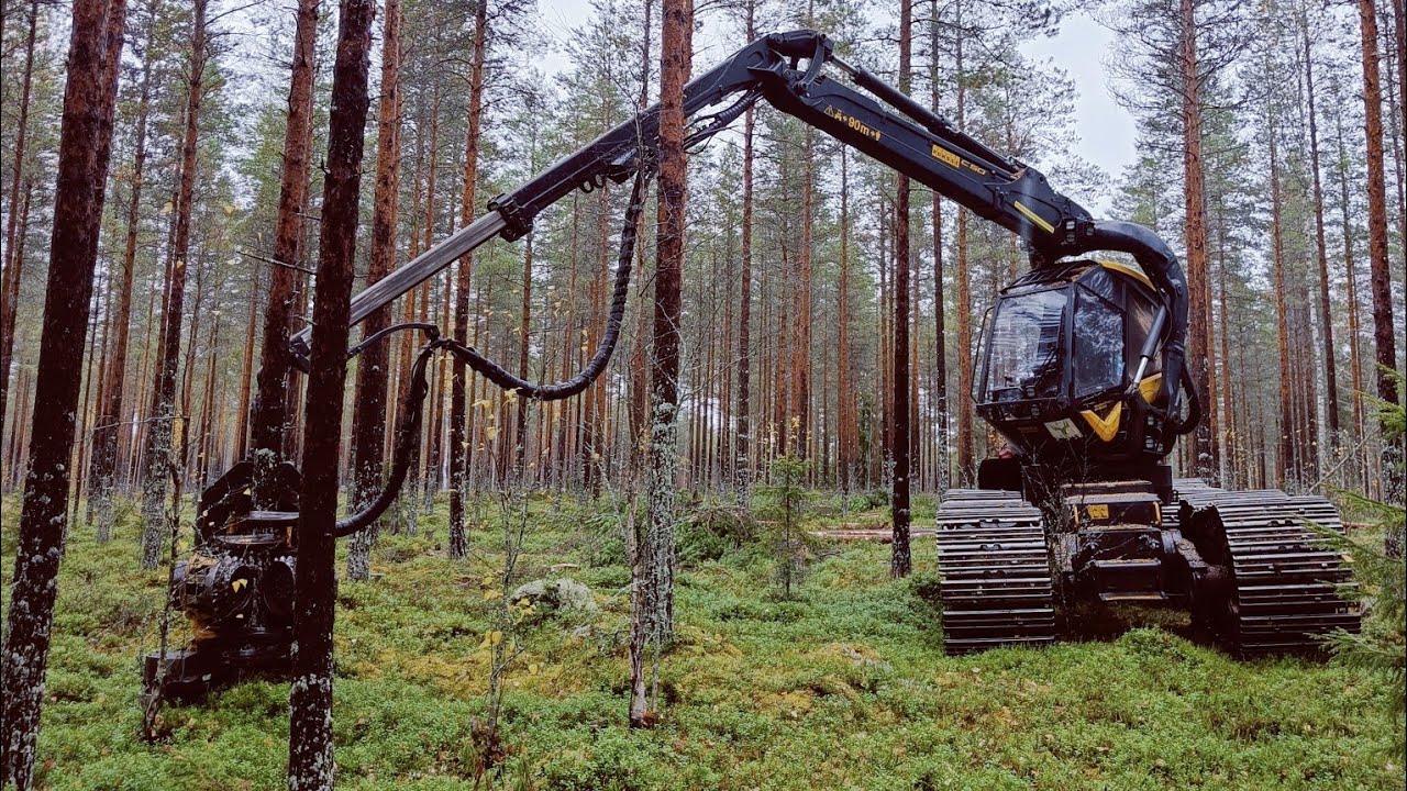 Kangas männikön harvennus Ponsse Scorpion H6