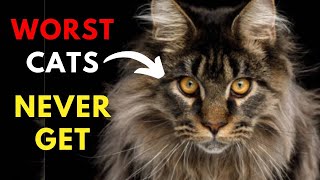 12 Worst Cat Breeds for First-Time Owners ( Never Get these Cats )