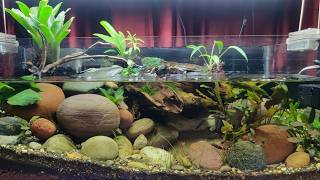River Stream Shallow Tank - Planting Part 1