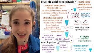 Coprecipitants Like Glycoblue And Normal Glycogen Or Lpa In Nucleic Acid Precipitation
