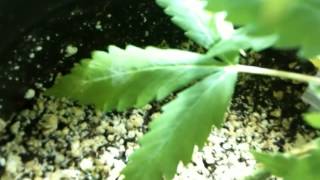 UBC Chemo Update and seedlings