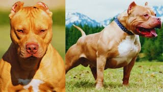 10 Curious Facts You Didn't Know Pitbulls!