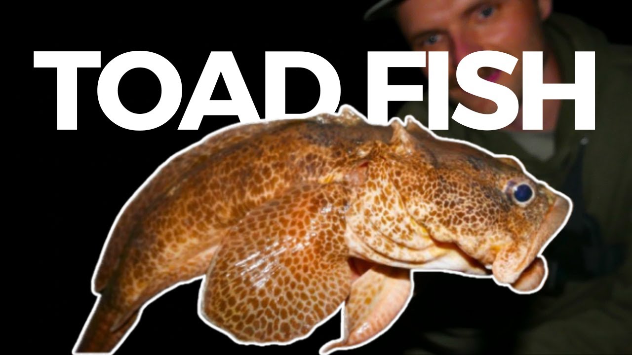 Catching the WEIRDEST fish in Europe?