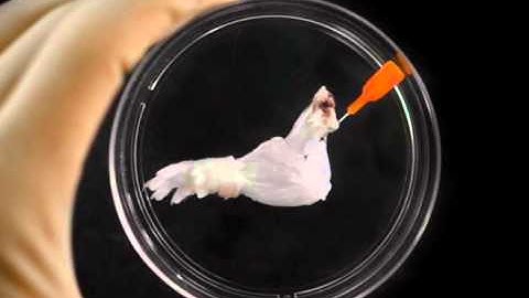 Rat biolimb grown in the lab