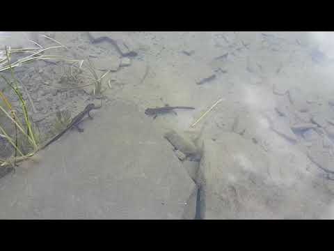 Δρακόλιμνη Τύμφη Δρακόλιμνη Τύμφη