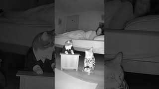 He's guilty ?? #chat #ai #ia #humor #cat #funnycats #humour