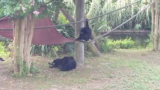 Gibbons at the Virginia Zoo