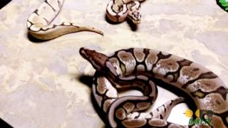 FIRE SPIDER & CINNA BEE Female Ball Pythons : POST SHED