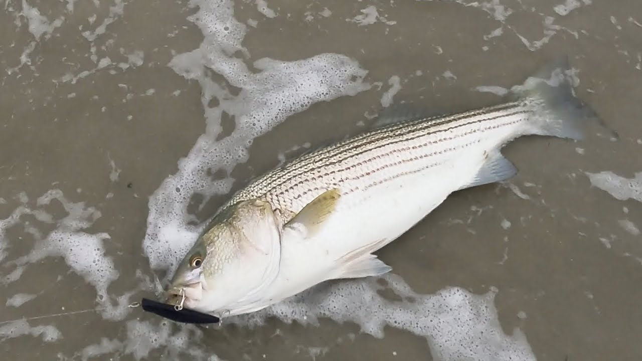 INSANE Striped Bass Bite In The Surf…Blitzing on Bunker pods!!!! YouTube