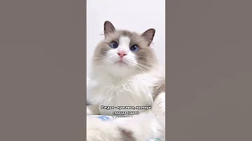 Породы кошек для новичков