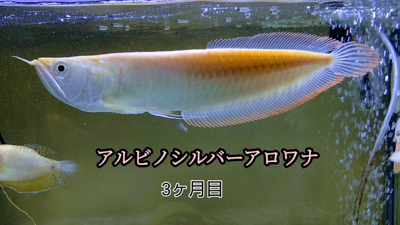 アルビノシルバーアロワナは目だれしにくい？？#アロワナ #アルビノ