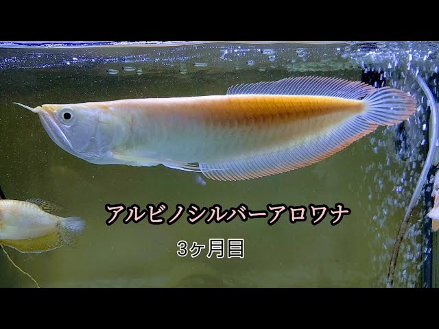 アルビノシルバーアロワナは目だれしにくい？？#アロワナ #アルビノ