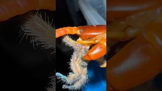 Giant Centipede ATE MY TARANTULA!!  😐