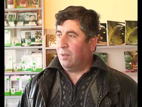 ჰიბრიდული სიმინდი