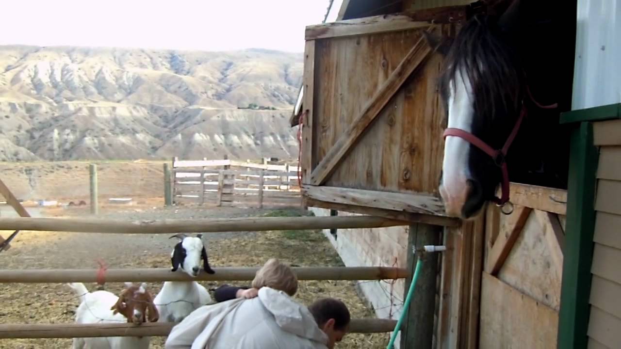 Desert Hills Farm 3 YouTube