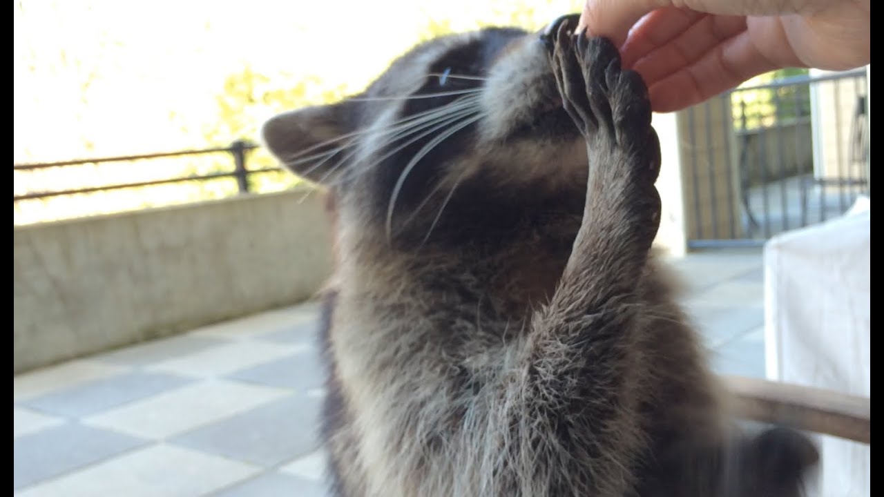 Fred the Friendly Raccoon - Part 39 - YouTube