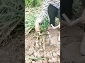cool tool for cutting onion stems #shorts
