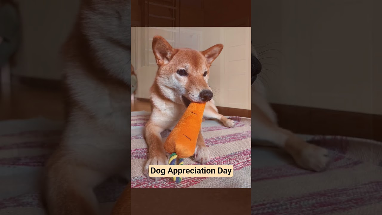 today is Dog Appreciation Day - День благодарности собакам 