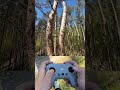 KNIFE EDGE mit DJI AVATA 2 #fpv #djiavata2