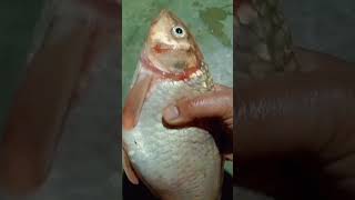 amazing fish viral short 